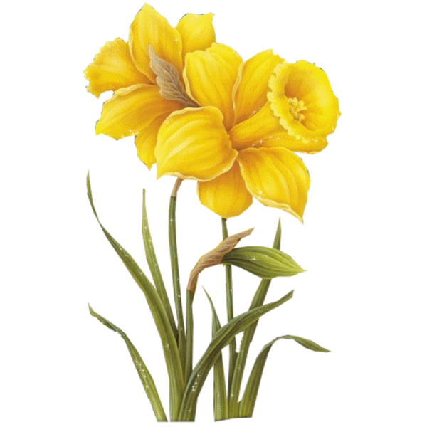 Нарцисс на белом фоне