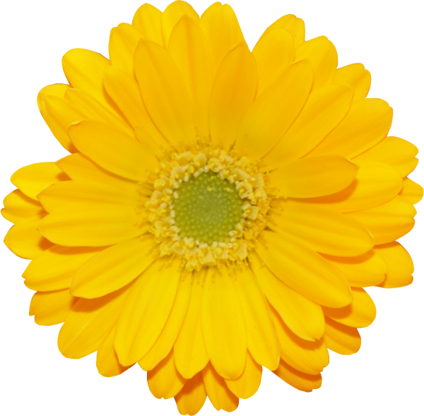 Цветы на прозрачном фоне