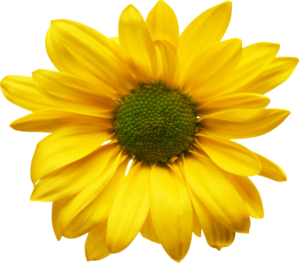 Жёлтый цветок