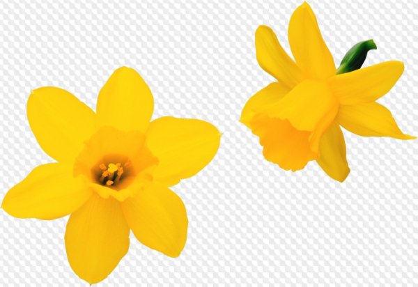 Желтый Нарцисс