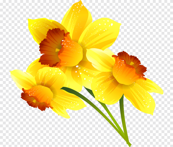 Цветок Нарцисс вектор