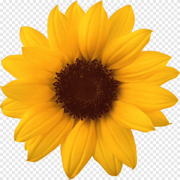 Желтые цветы на белом фоне