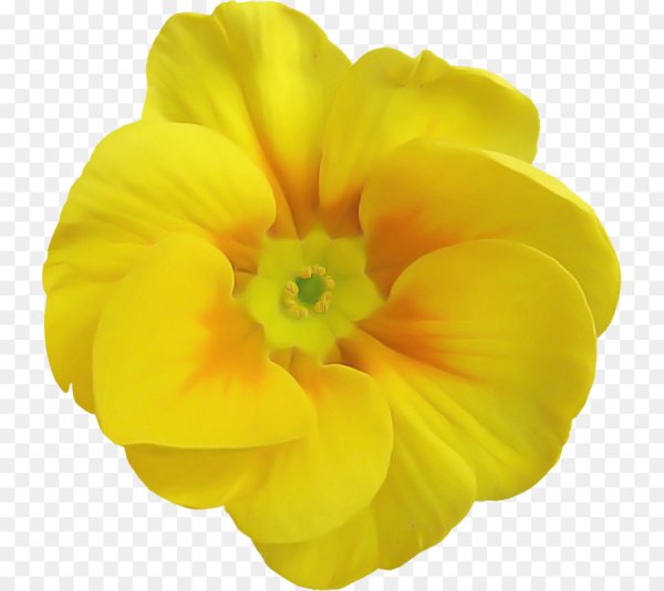 Яркие одиночные цветки