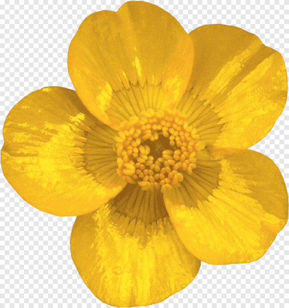 Лютик Йеллоу белый