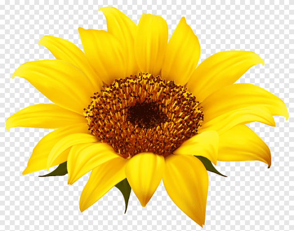 Подсолнухи картинки