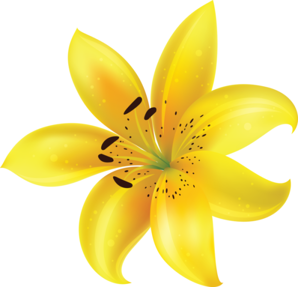 Цветы на прозрачном фоне