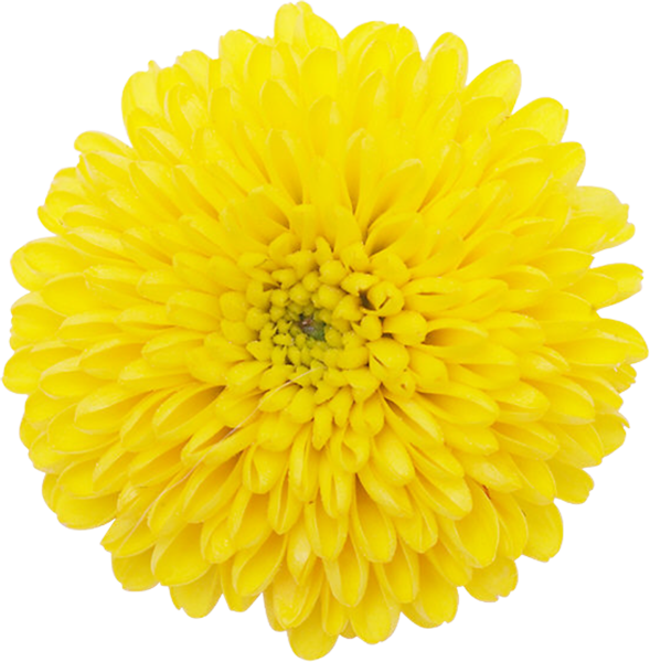 Хризантема Дейзи желтая