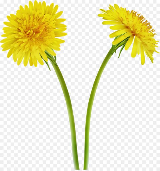 Одуванчики картинки на прозрачном фоне