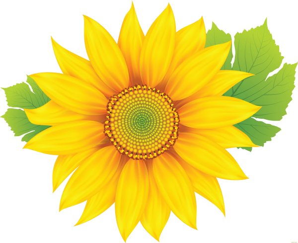 Желтые цветочки для детей