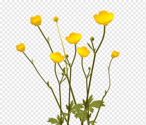 Лютик белый полевой