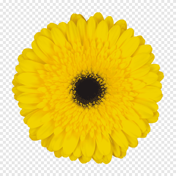 Желтые герберы