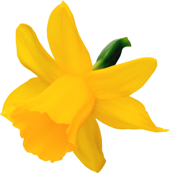 Желтые нарциссы на прозрачном фоне
