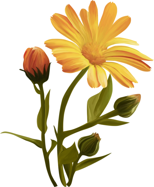 Желтые цветы на прозрачном фоне