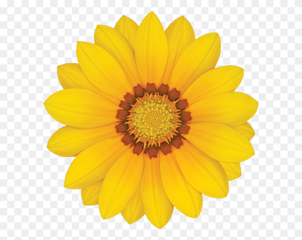 Желтая Ромашка на прозрачном фоне