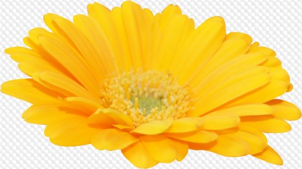 Желтые цветочки на прозрачном фоне