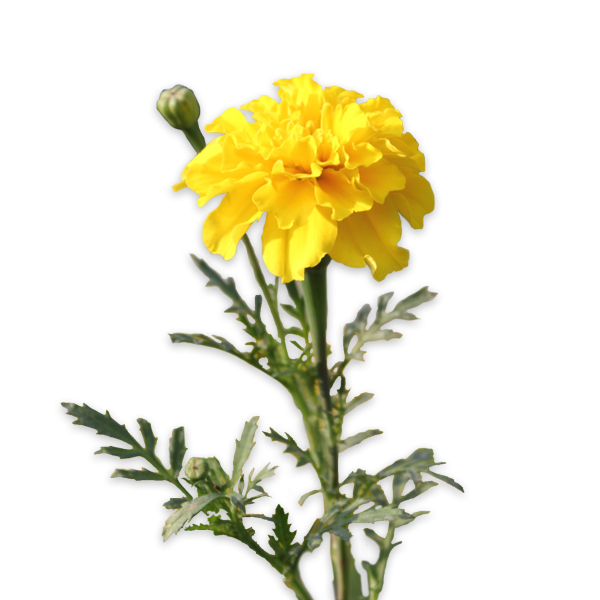 Бархатцы на белом фоне