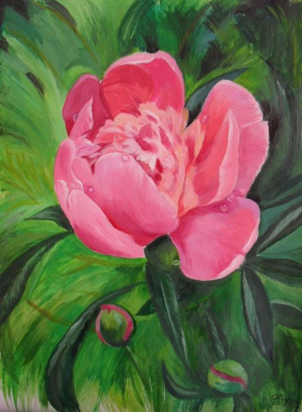 Пионы гуашью