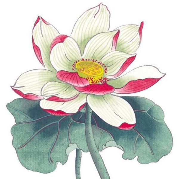 Цветы рисунок