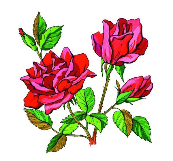 Лилия рисунок