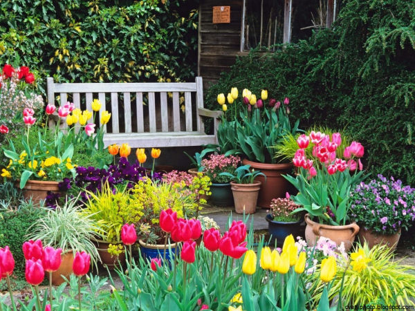 Цветы в палисаднике