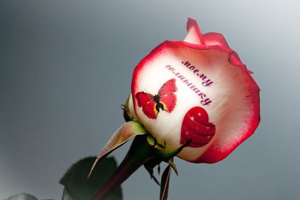 Цветы для любимой женщины