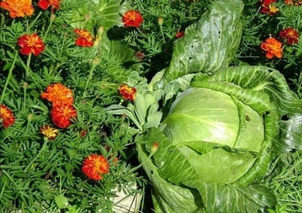 Растения -репелленты бархатцы