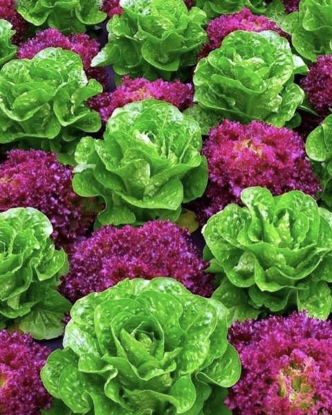 Сорта салата