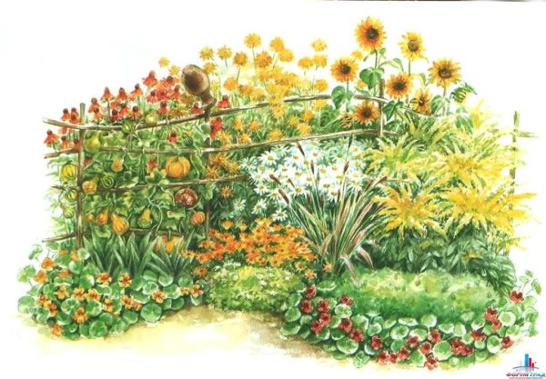 Цветники непрерывного цветения рудбекия