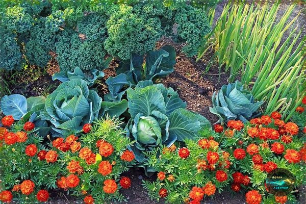 Капуста с бархатцами