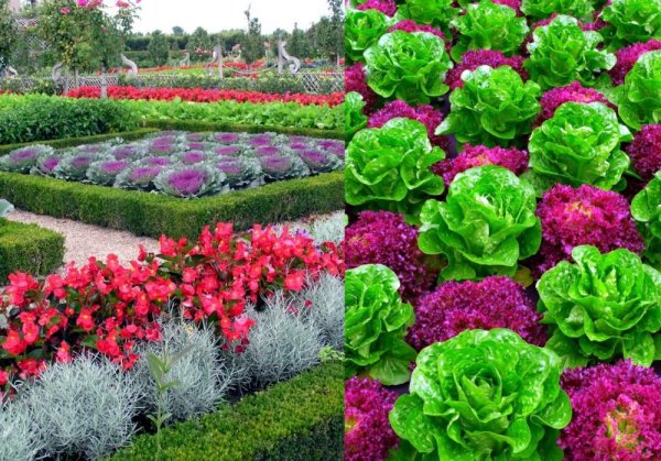 Растения для декоративного огорода