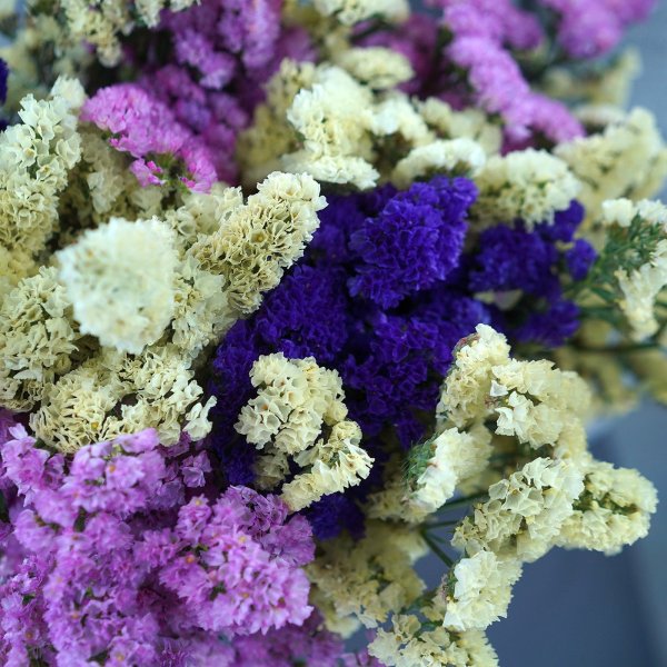 Статица Пурпл