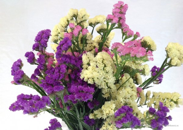 Цветок кермек лимониум