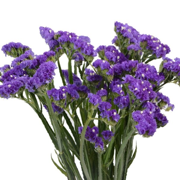 Кермек статица