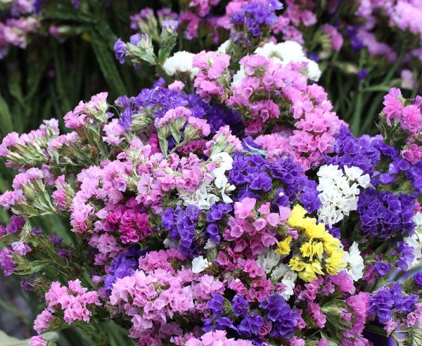 Цветы статице кермек