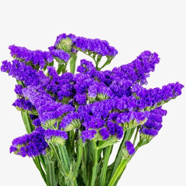 Статица Пурпл