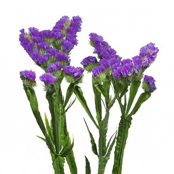 Статица Суприм синяя