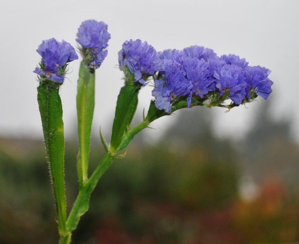 Статица Суприм голубая