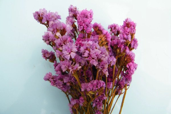 Статица фиолетовая