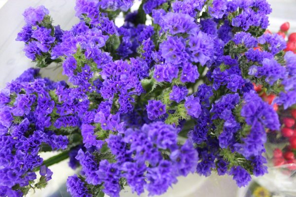 Статица синяя