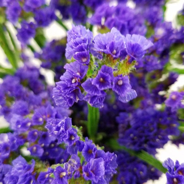 Статица Пурпл