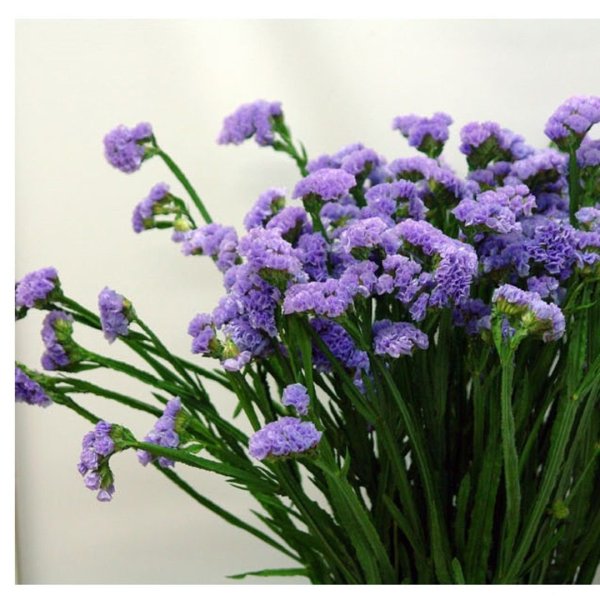 Статица Лавандовая