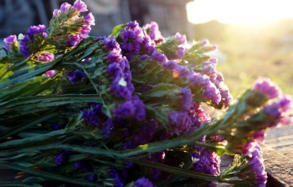 Статица сухоцвет