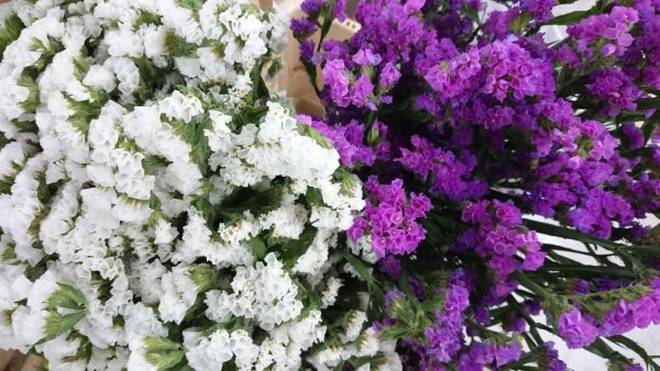 Статица талисман бело-розовый