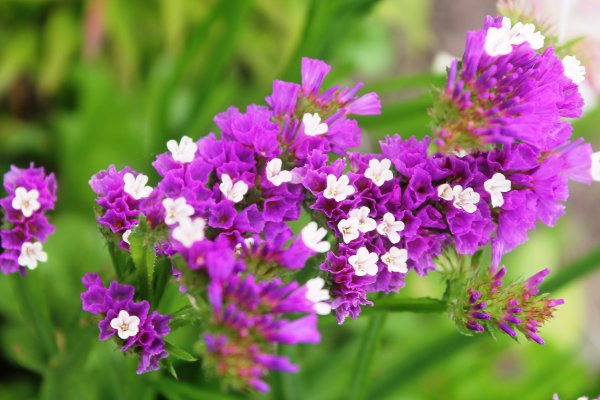 Цветы статице кермек