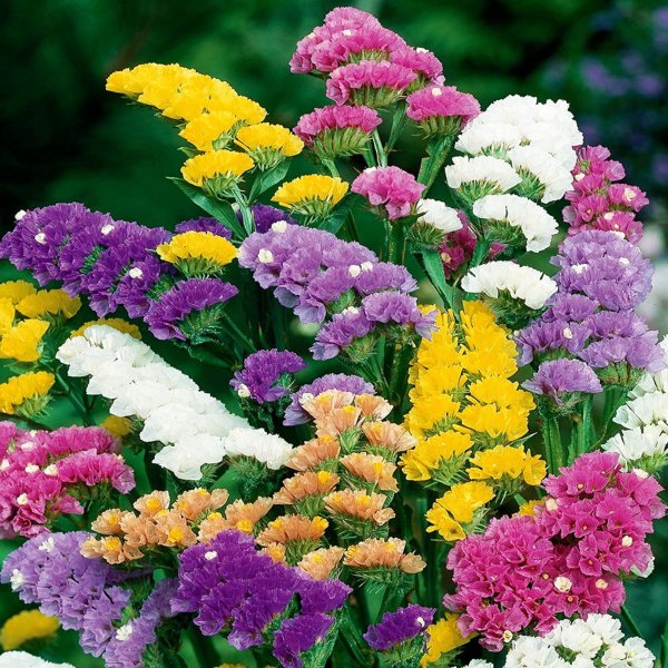 Однолетник статица