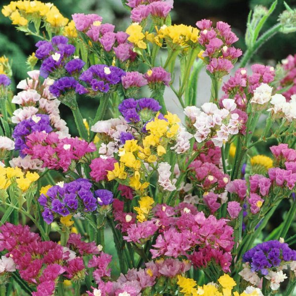 Статица Крымская cмесь