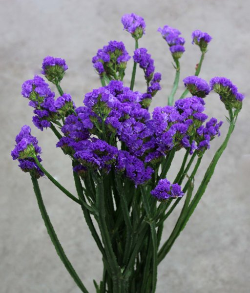 Статица Пурпл