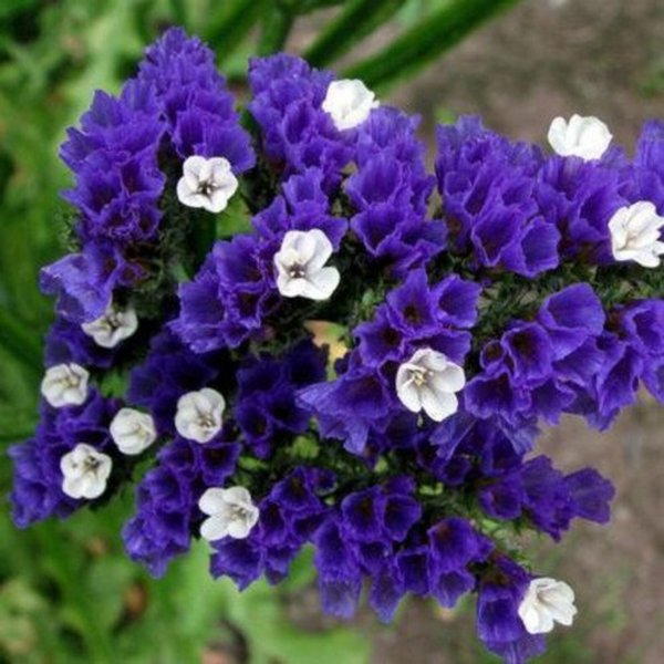 Статица Суприм голубая