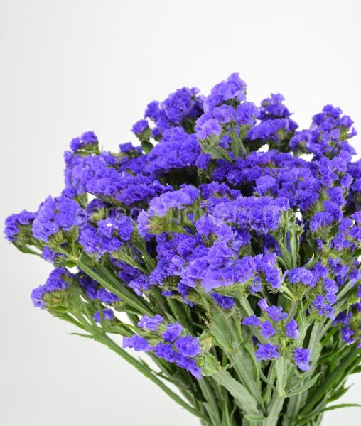 Статица Суприм синяя