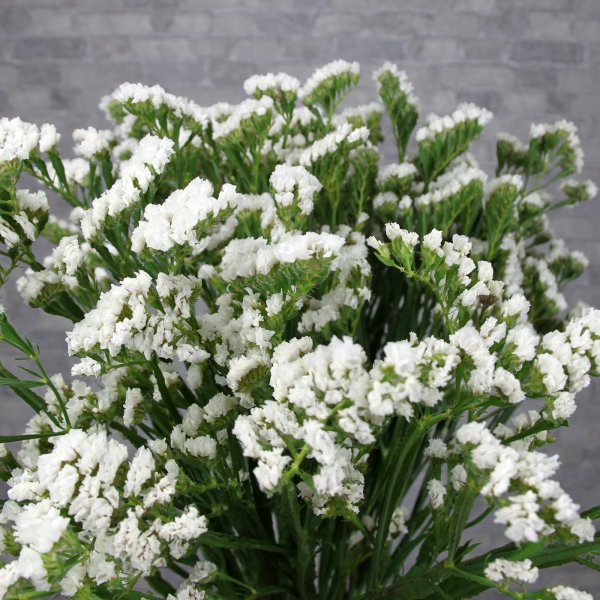 Статица Квис